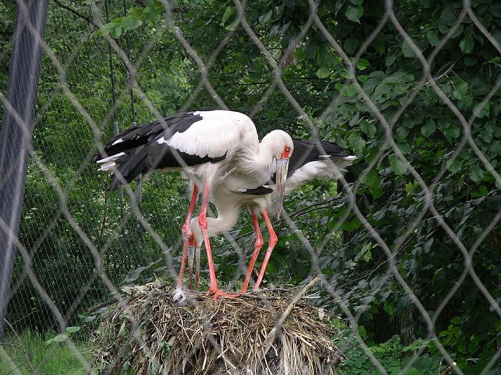 Berlijn 2009 ZOO159.jpg